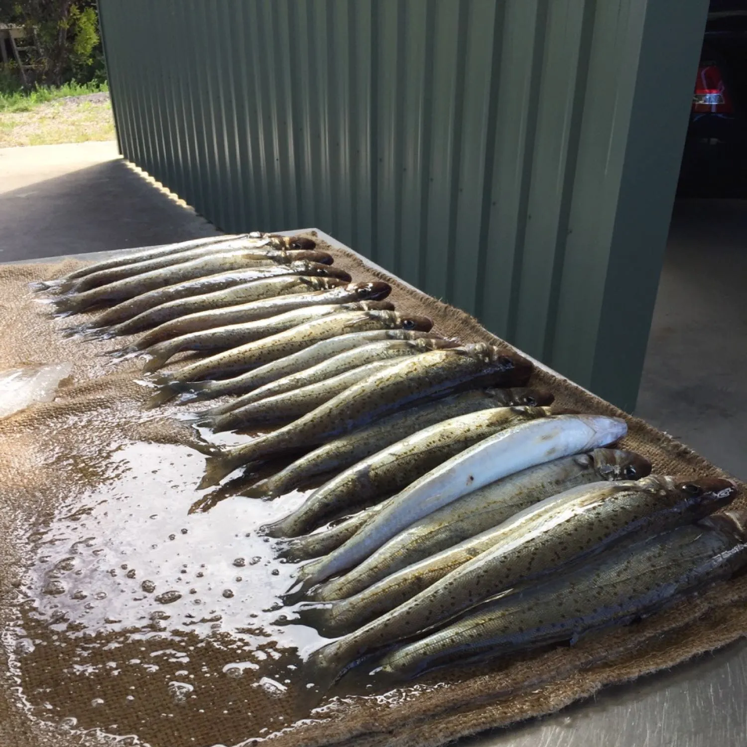 King George whiting caught on Fishbrain