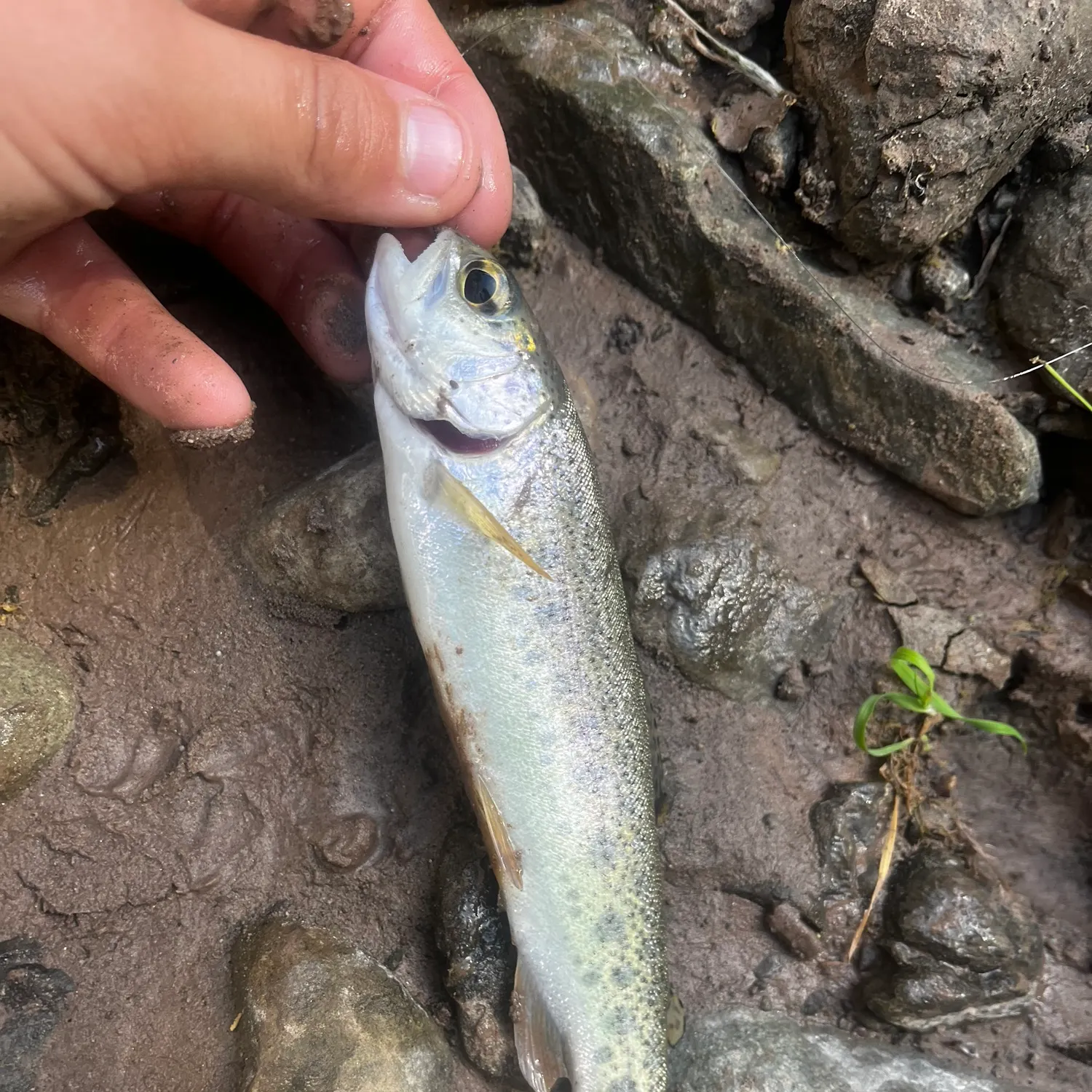 The most recent Coastal rainbow trout catches on Fishbrain