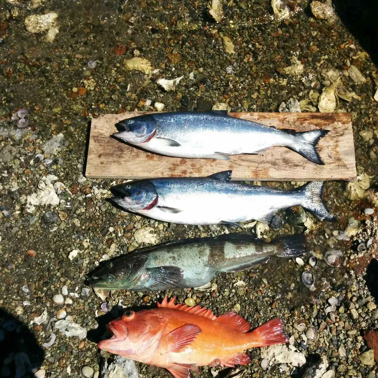 recently logged catches