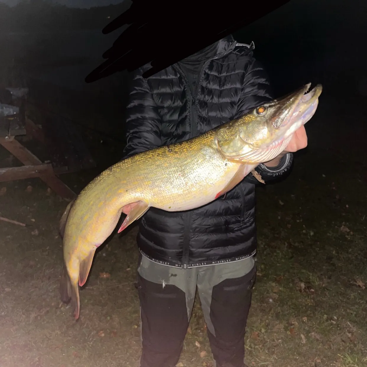 Northern pike caught on Fishbrain