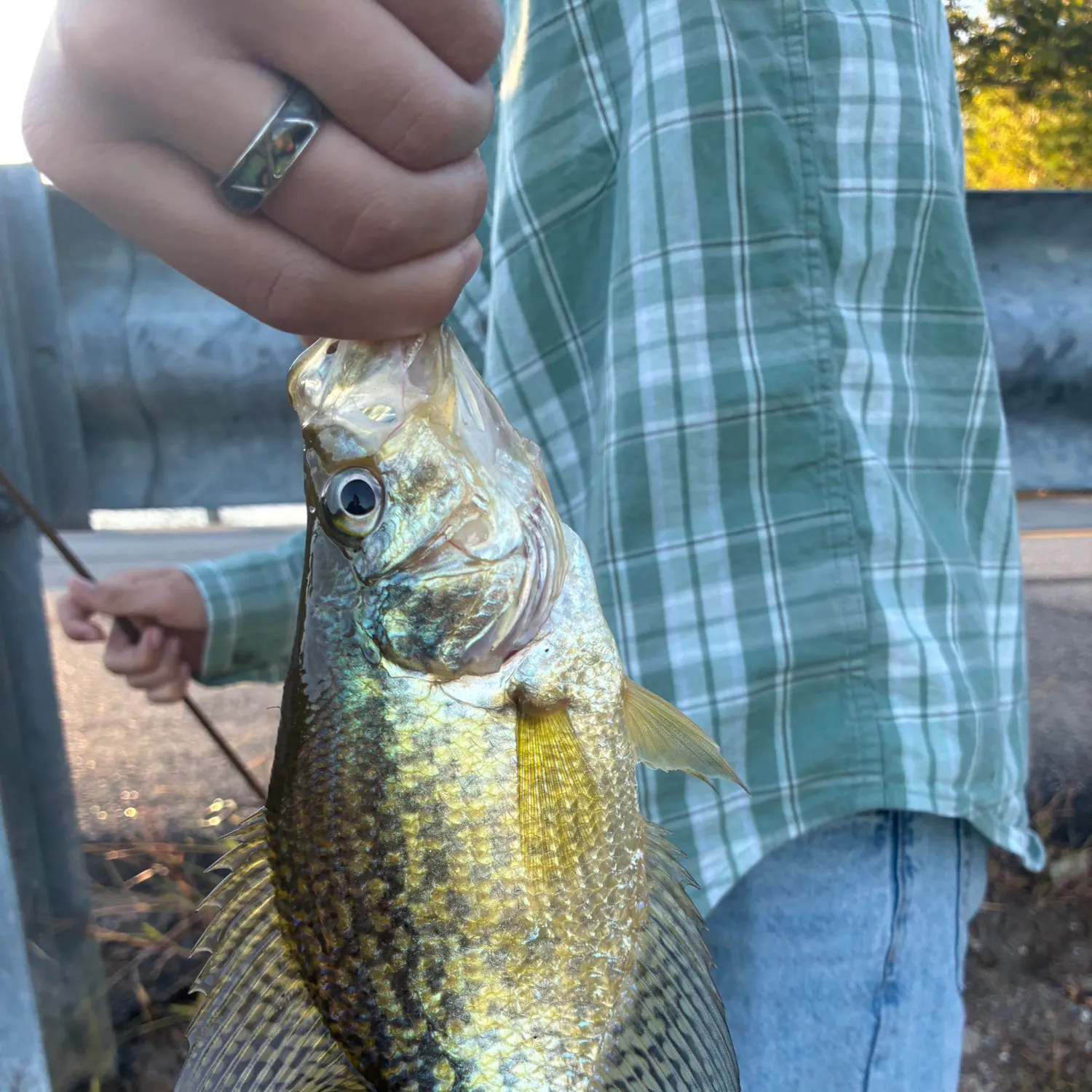 Black crappie caught on Fishbrain