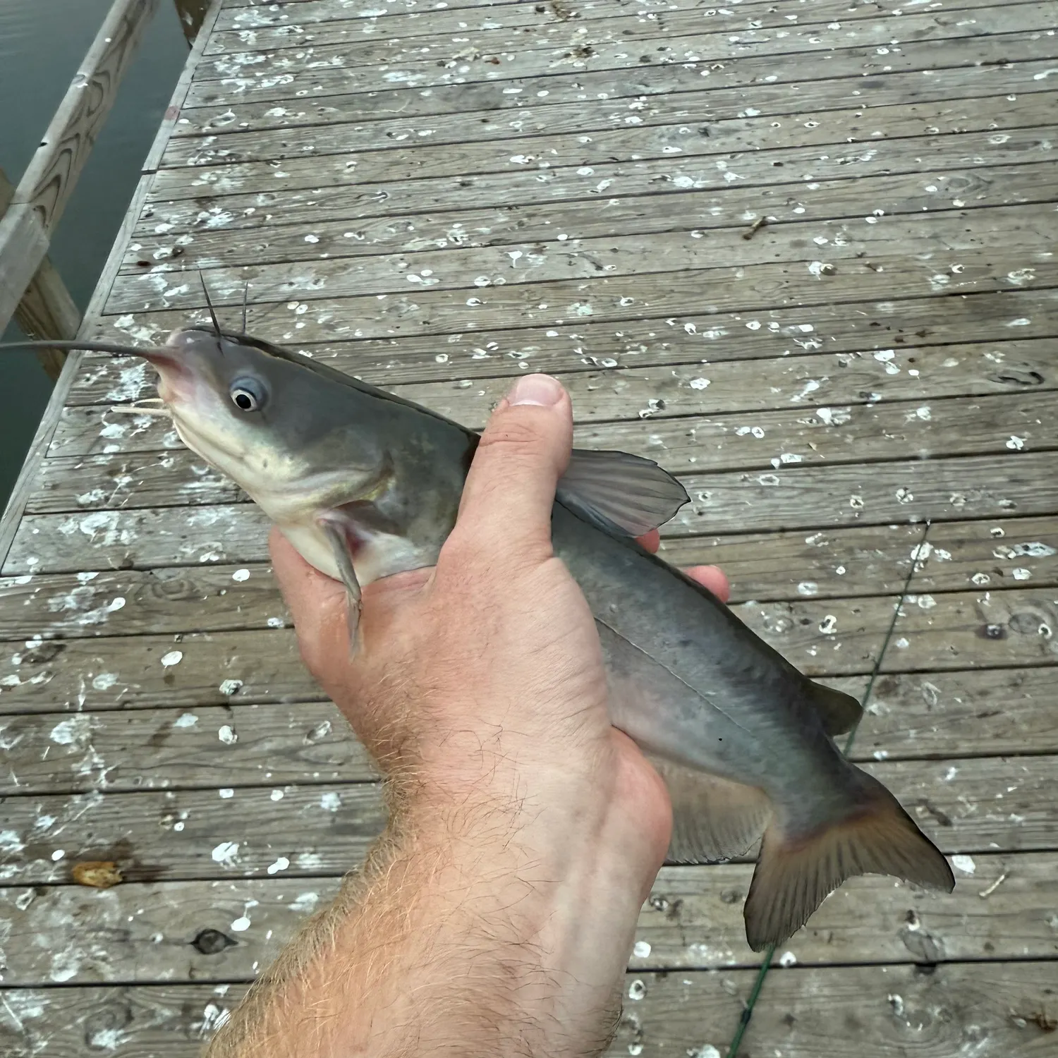 White bullhead caught on Fishbrain