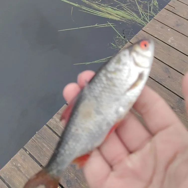 Common rudd caught on Fishbrain