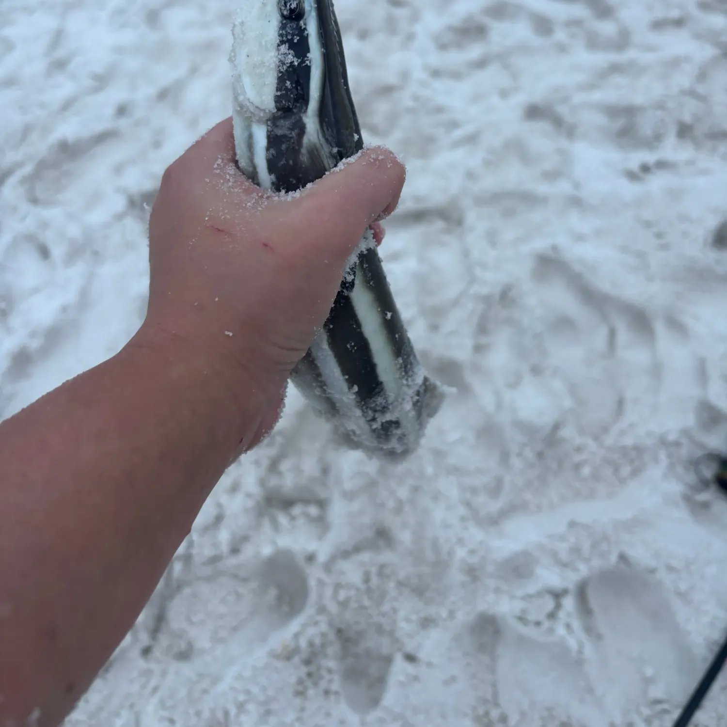 The most recent Live sharksucker catches on Fishbrain