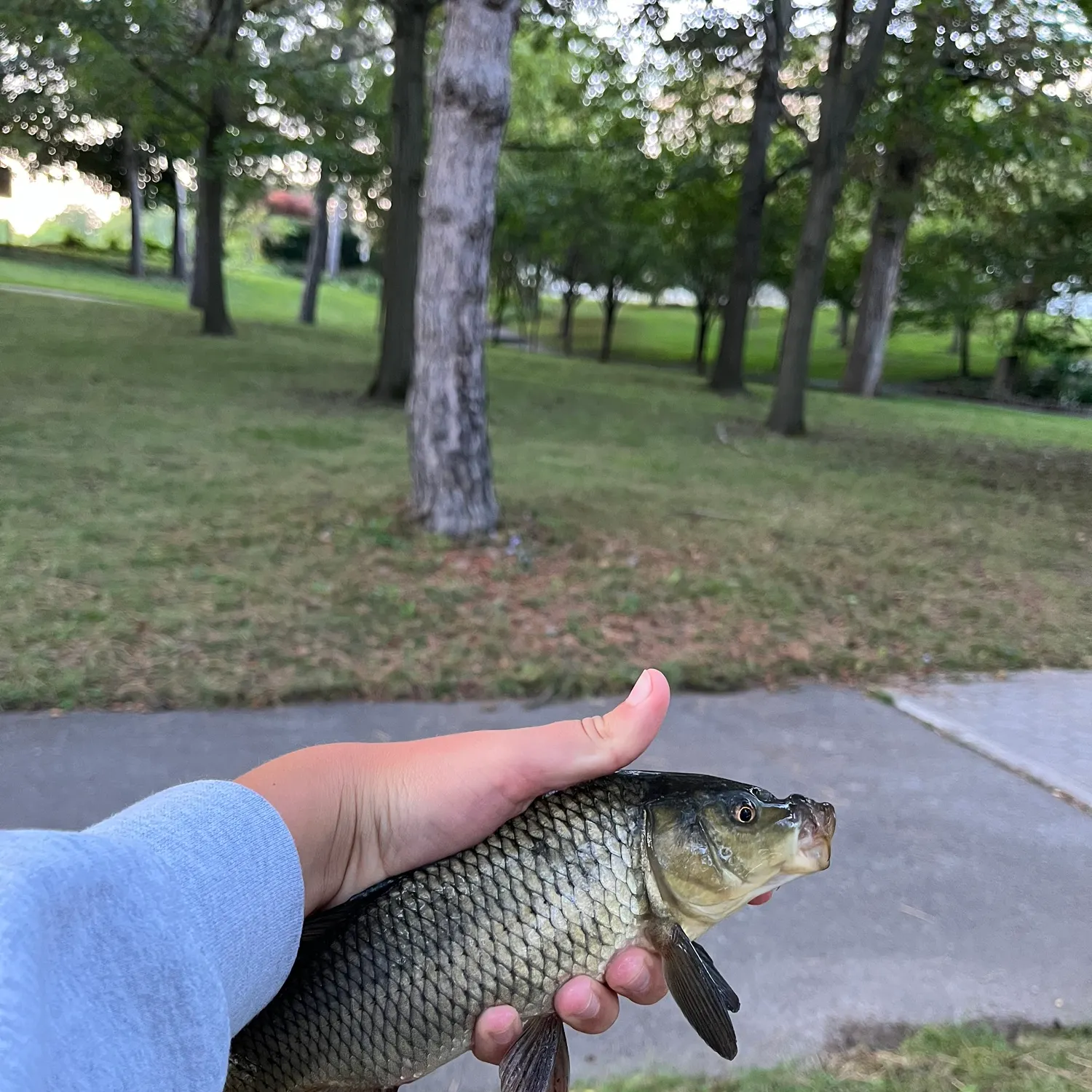 Common carp caught on Fishbrain