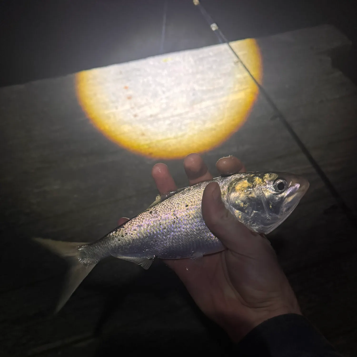 The most recent Gulf menhaden catches on Fishbrain