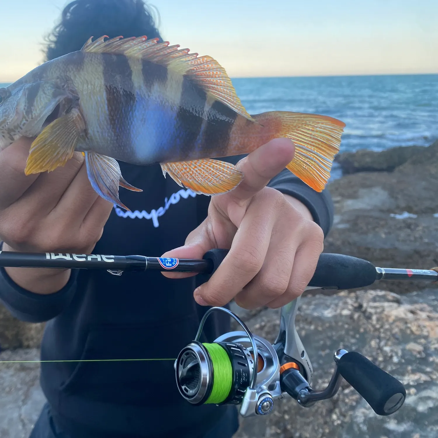 The most recent Painted comber catches on Fishbrain