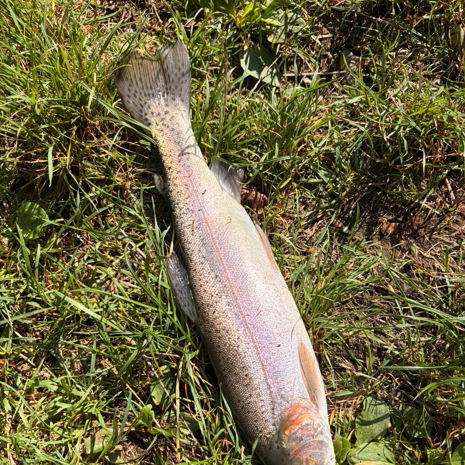 The most recent Rainbow trout catches on Fishbrain