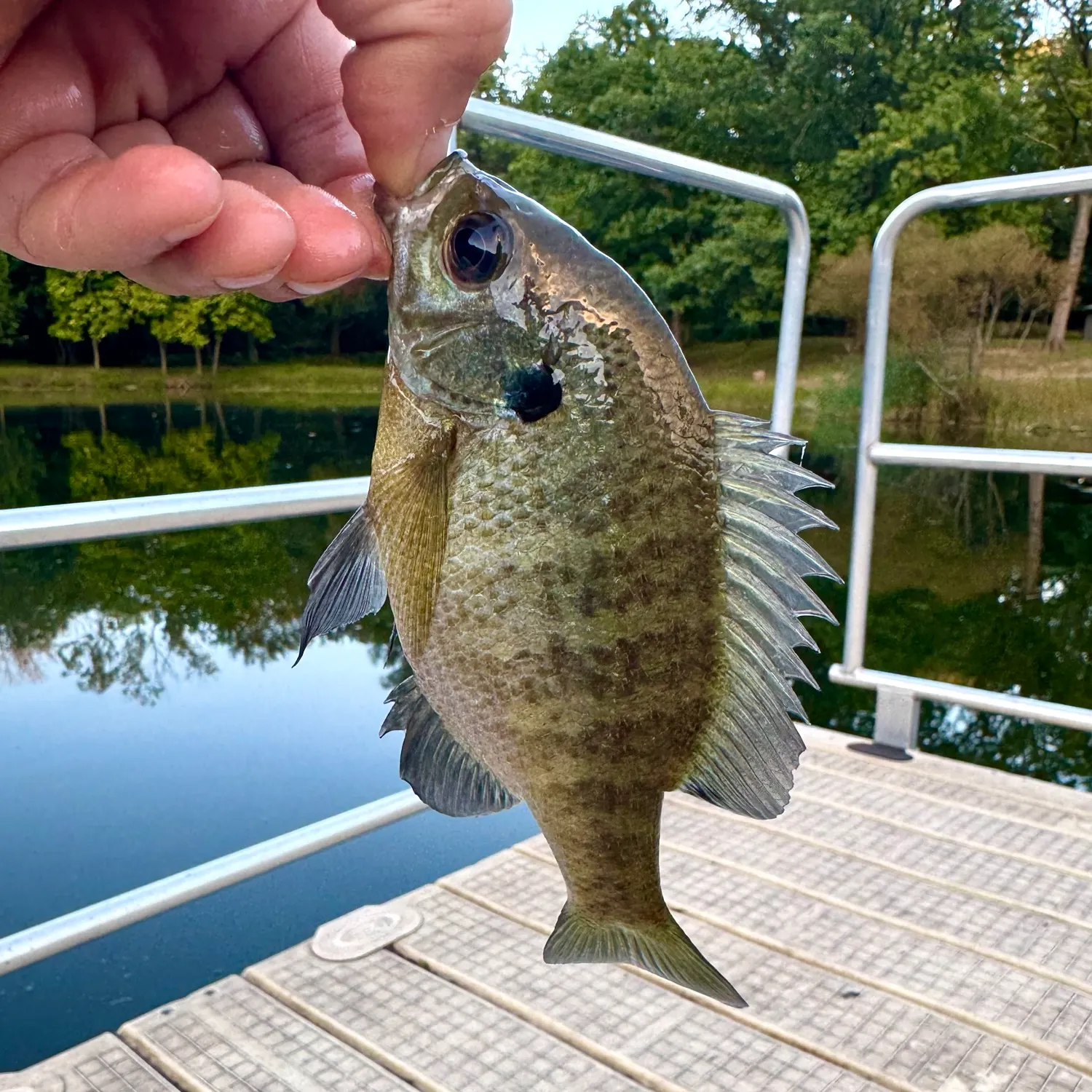 Bluegill caught on Fishbrain