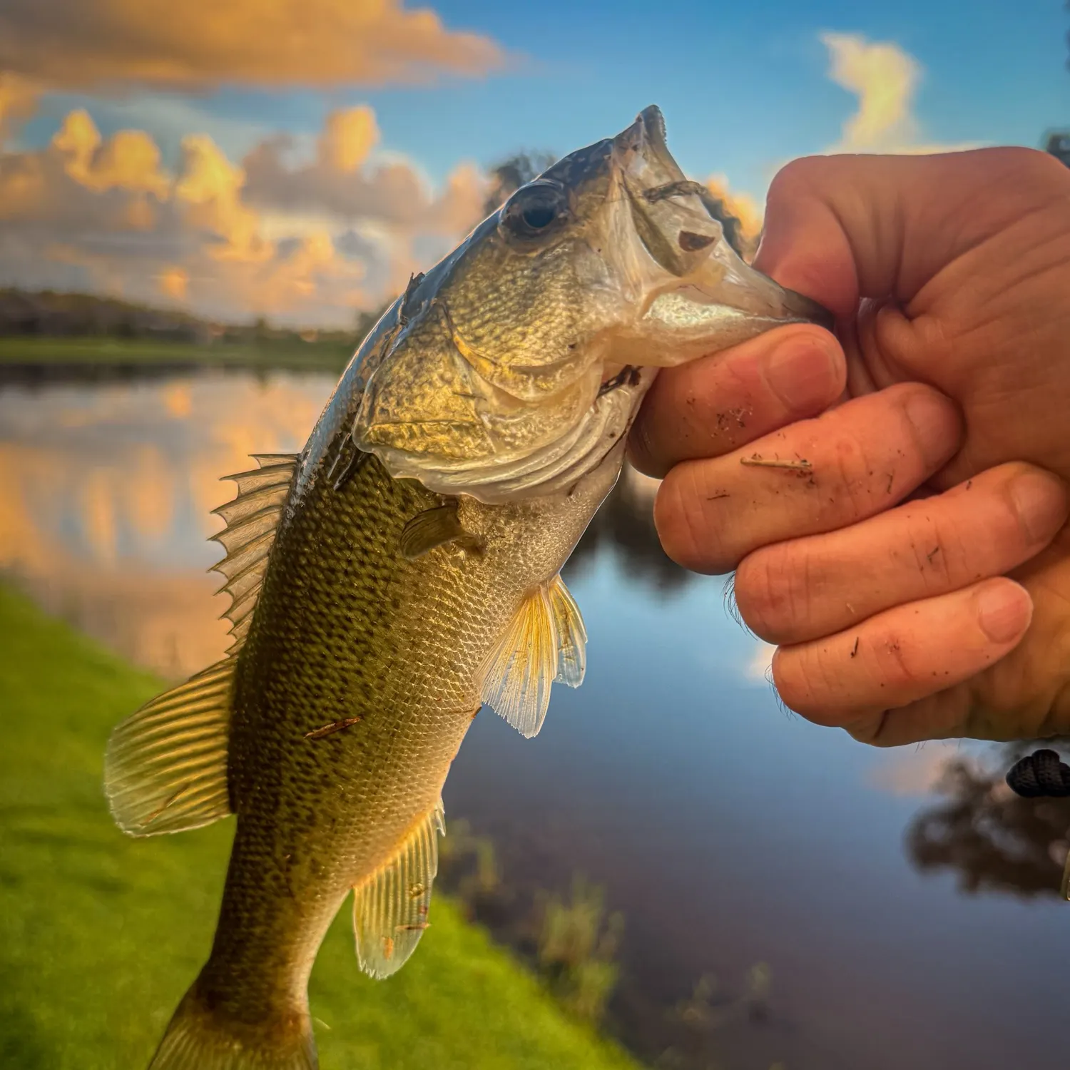 Largemouth bass caught on Fishbrain