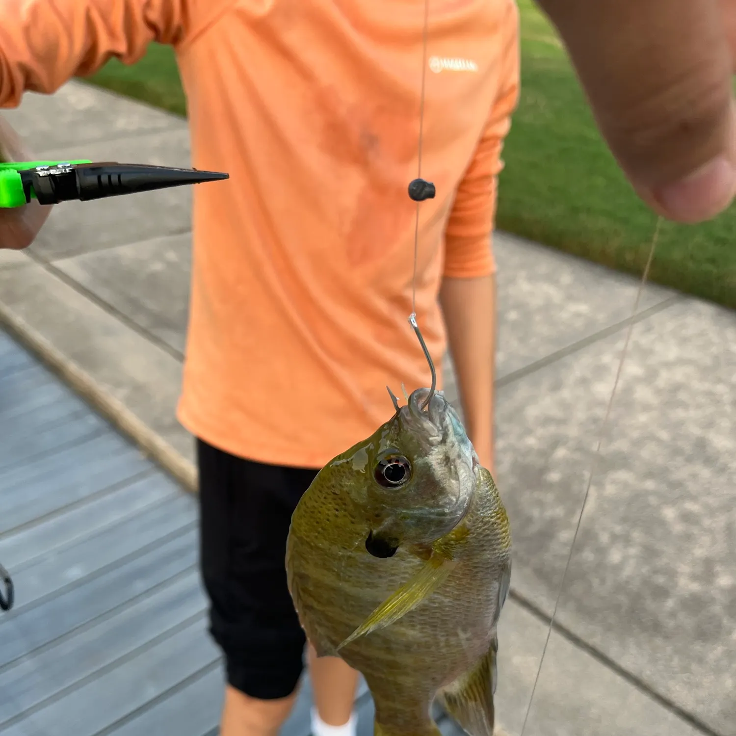 Bluegill caught on Fishbrain