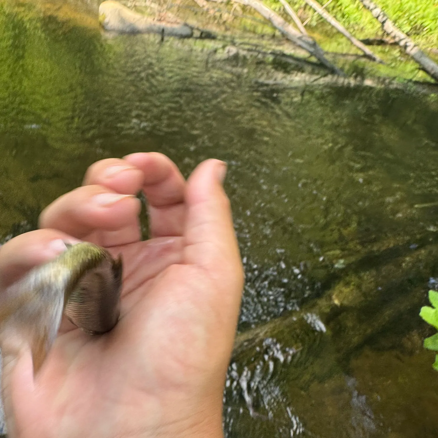 The most recent Creek chub catches on Fishbrain