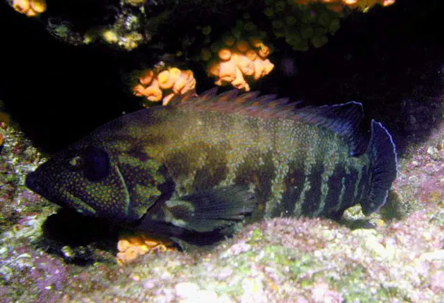 Pacific graysby grouper