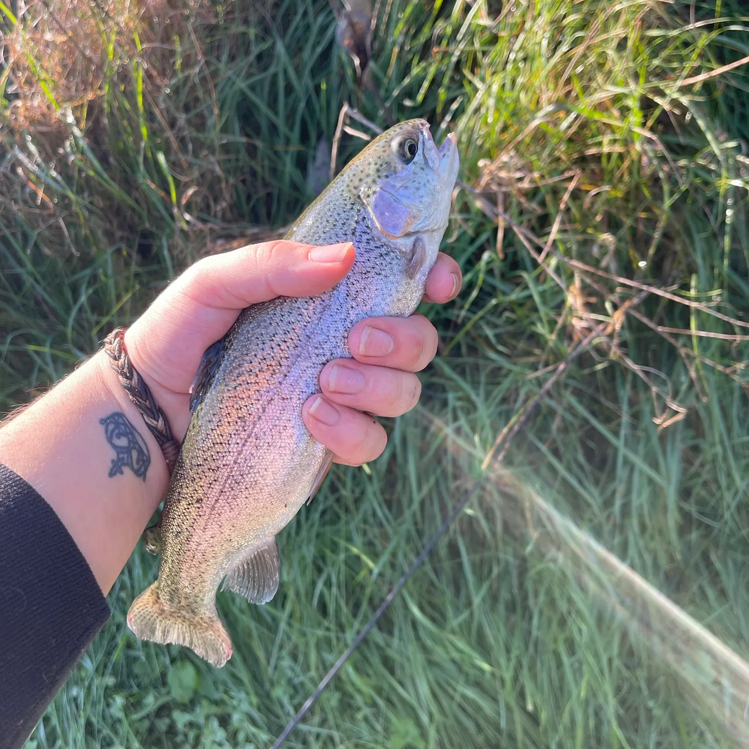 Rainbow trout caught on Fishbrain