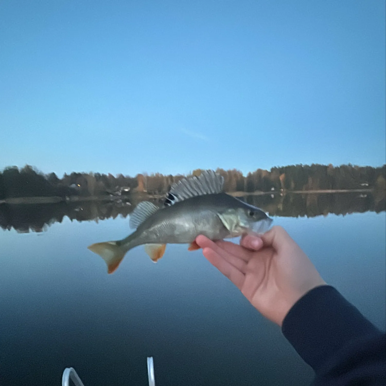 European perch caught on Fishbrain