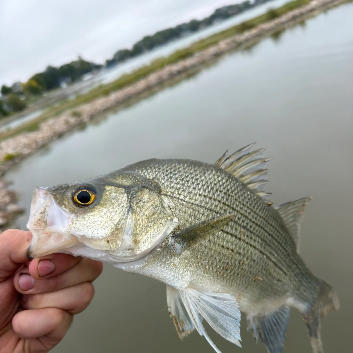 White bass caught on Fishbrain