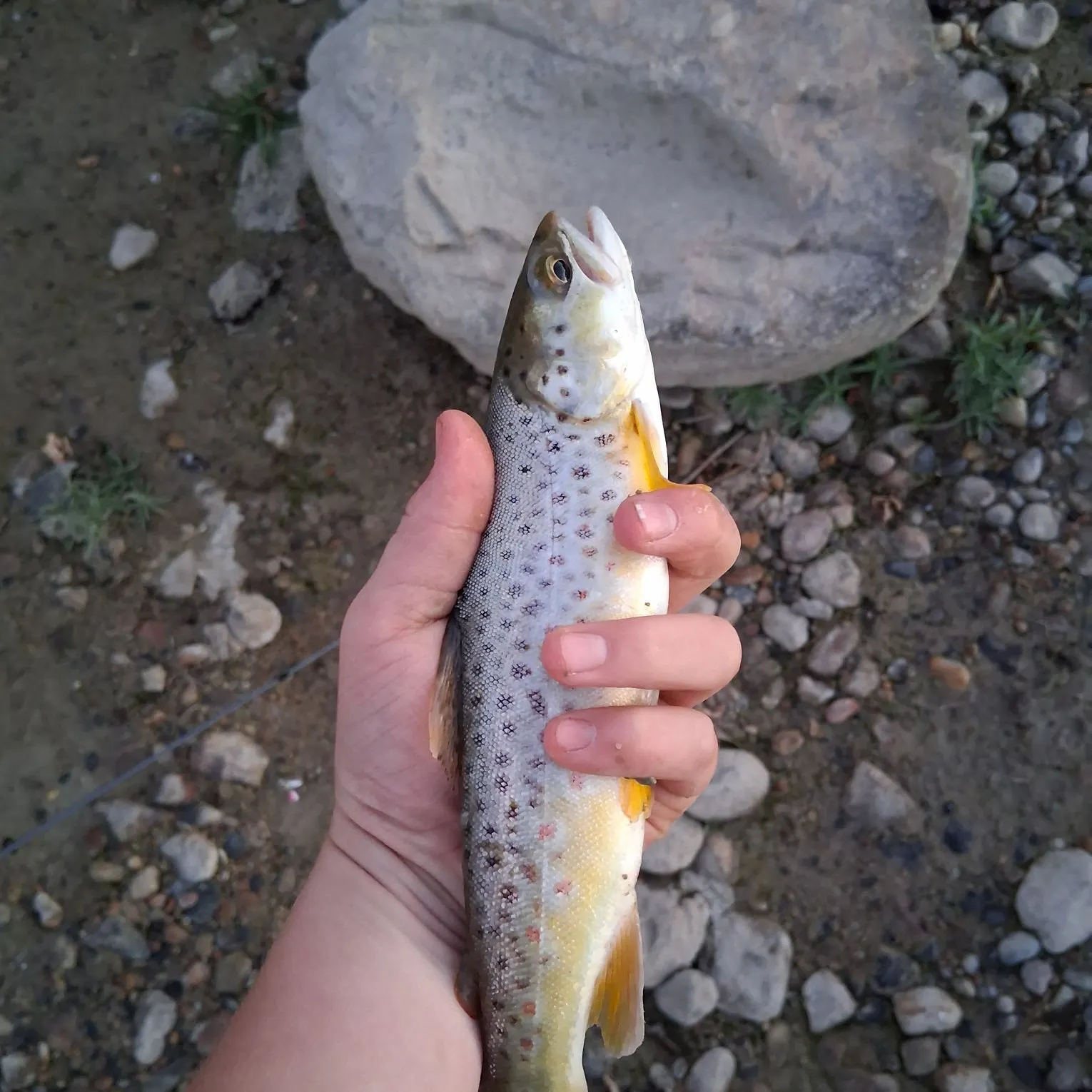 Brown trout caught on Fishbrain
