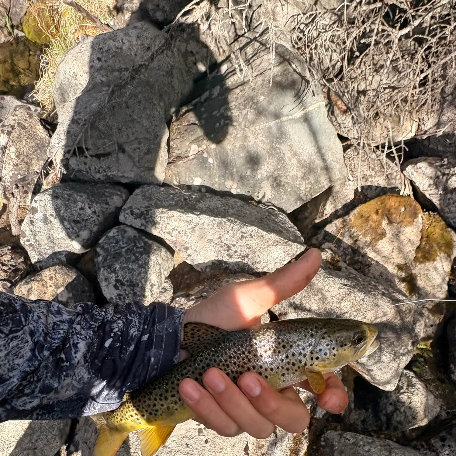 catch