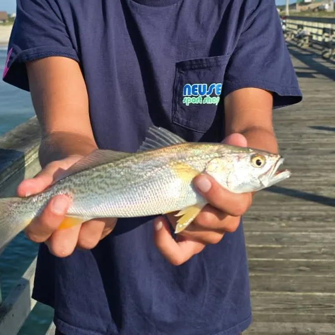 Gray weakfish caught on Fishbrain