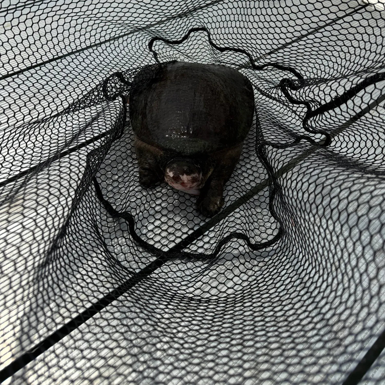 Smooth softshell turtle caught on Fishbrain