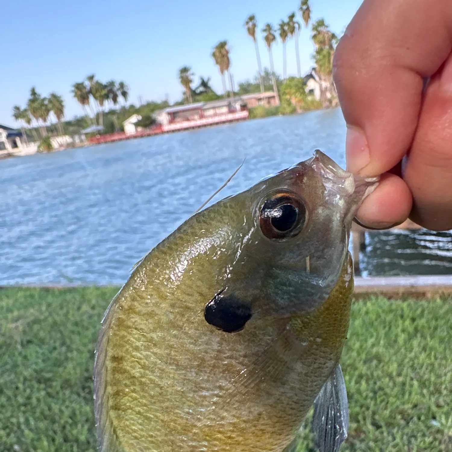The most recent Flier catches on Fishbrain