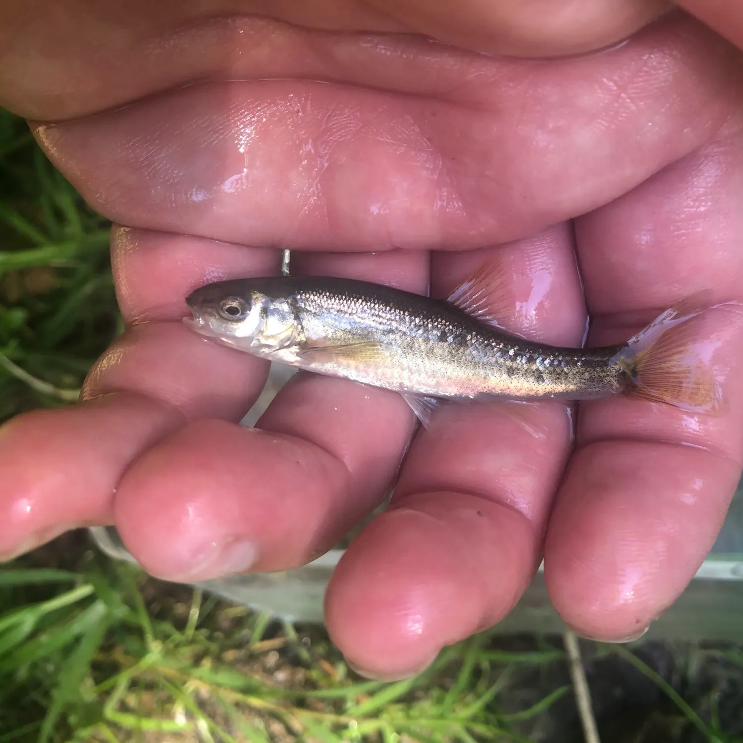 The most recent Allegheny pearl dace catches on Fishbrain