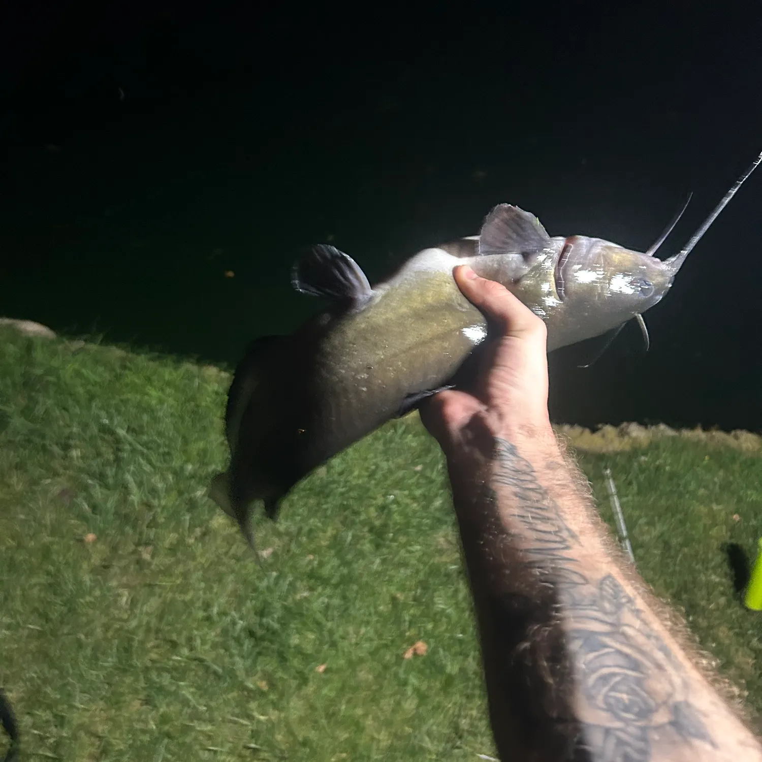 Channel catfish caught on Fishbrain