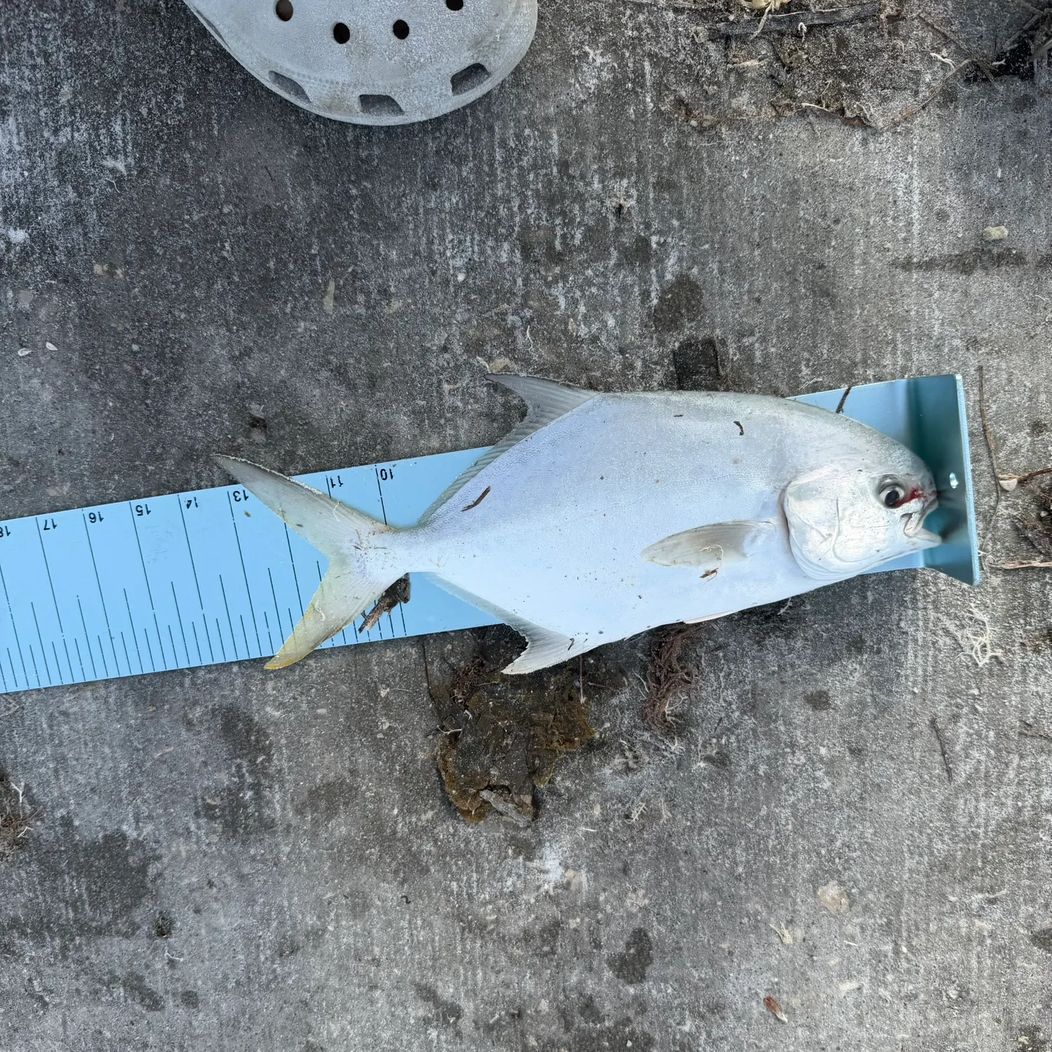 Florida pompano caught on Fishbrain