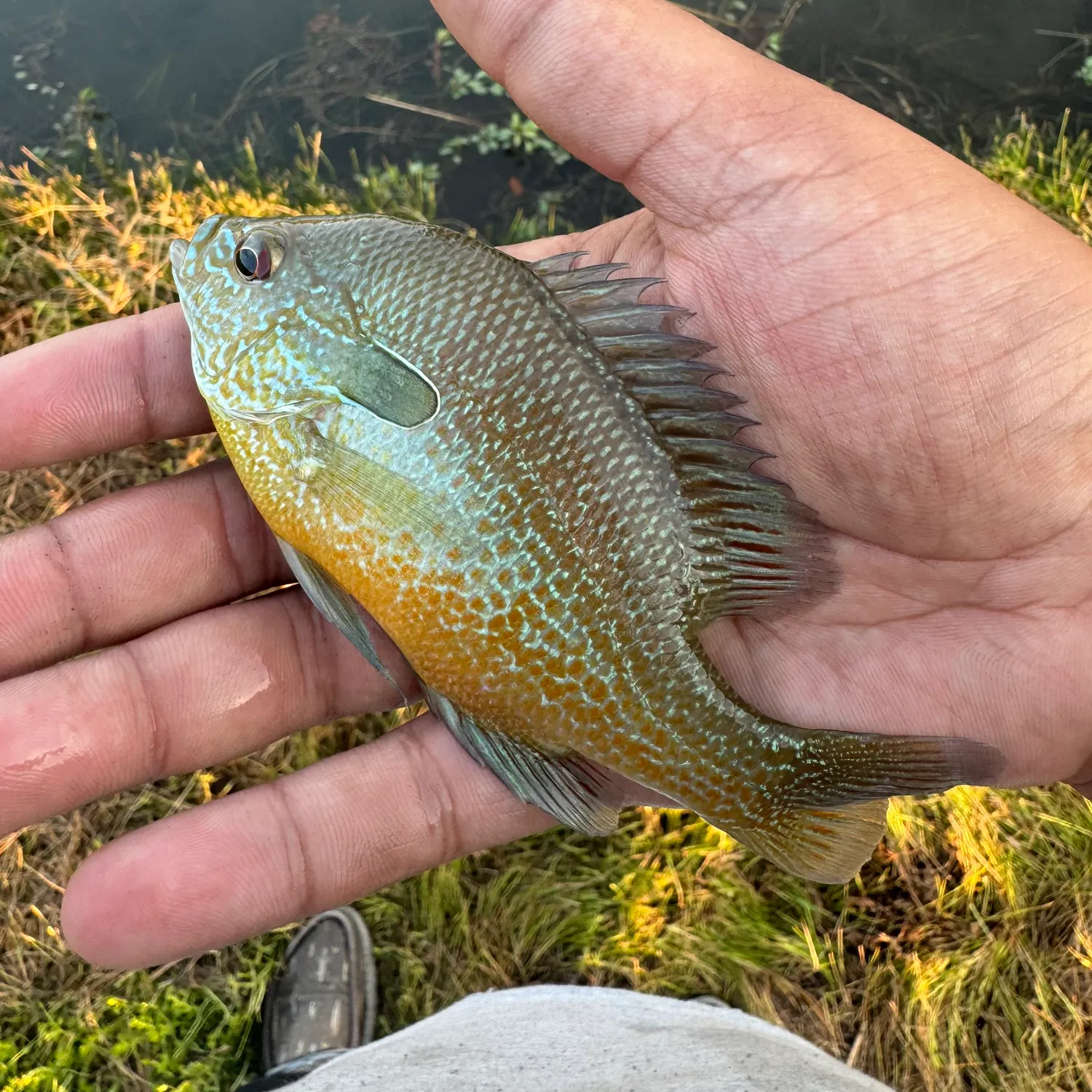 Redbreast sunfish caught on Fishbrain