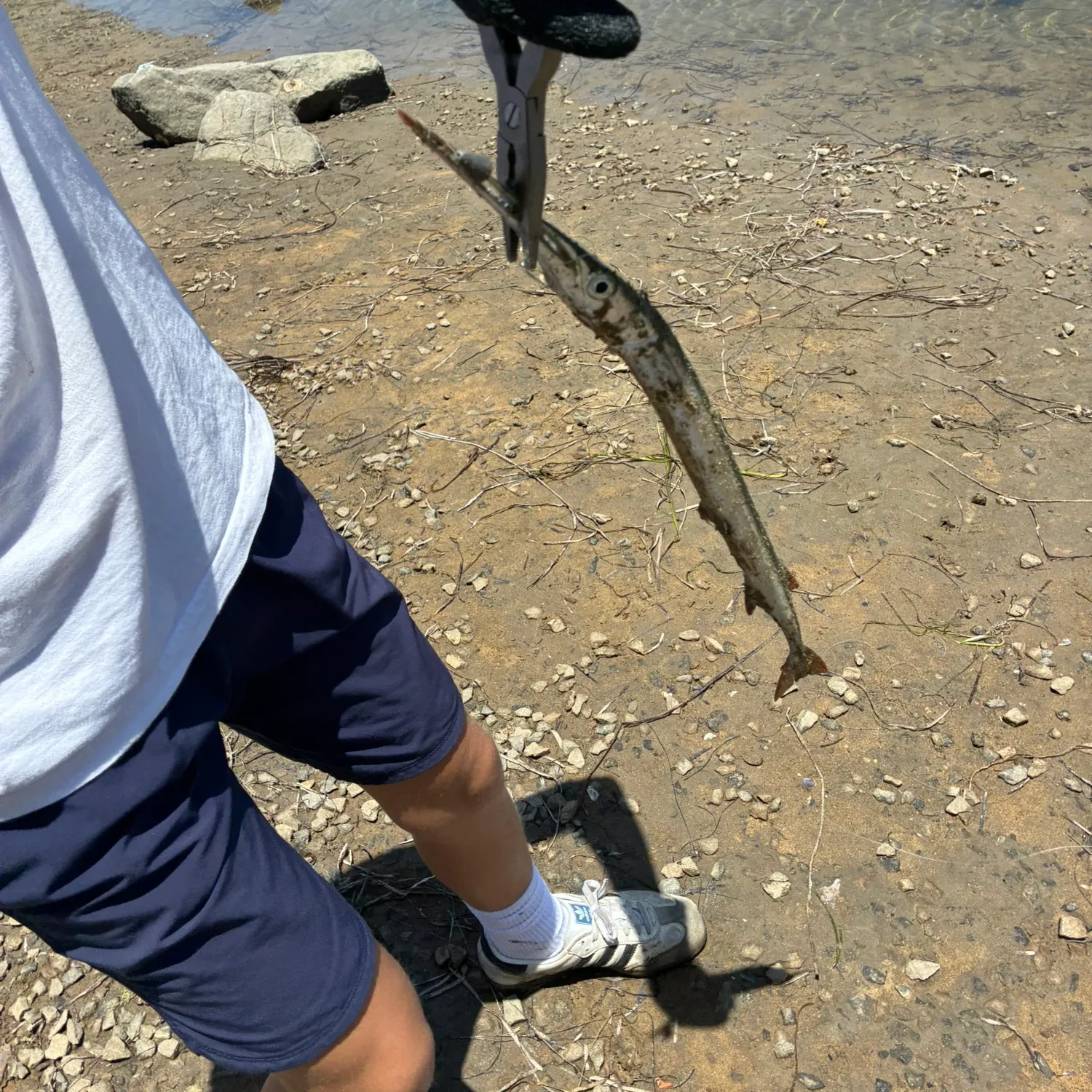 The most recent California needlefish catches on Fishbrain