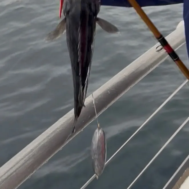 The most recent Blue rockfish catches on Fishbrain