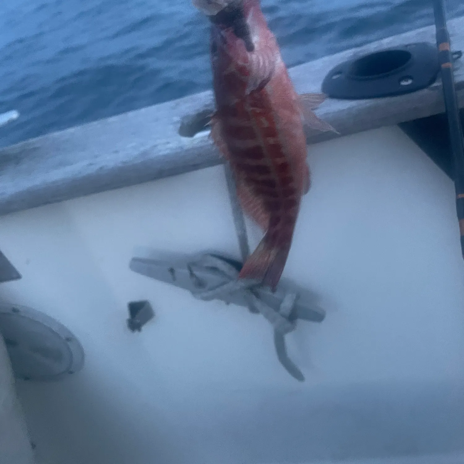 The most recent Painted comber catches on Fishbrain