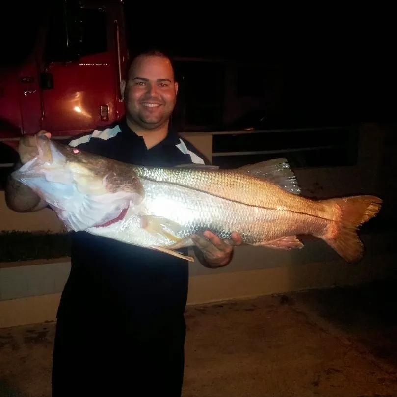 Common snook caught on Fishbrain