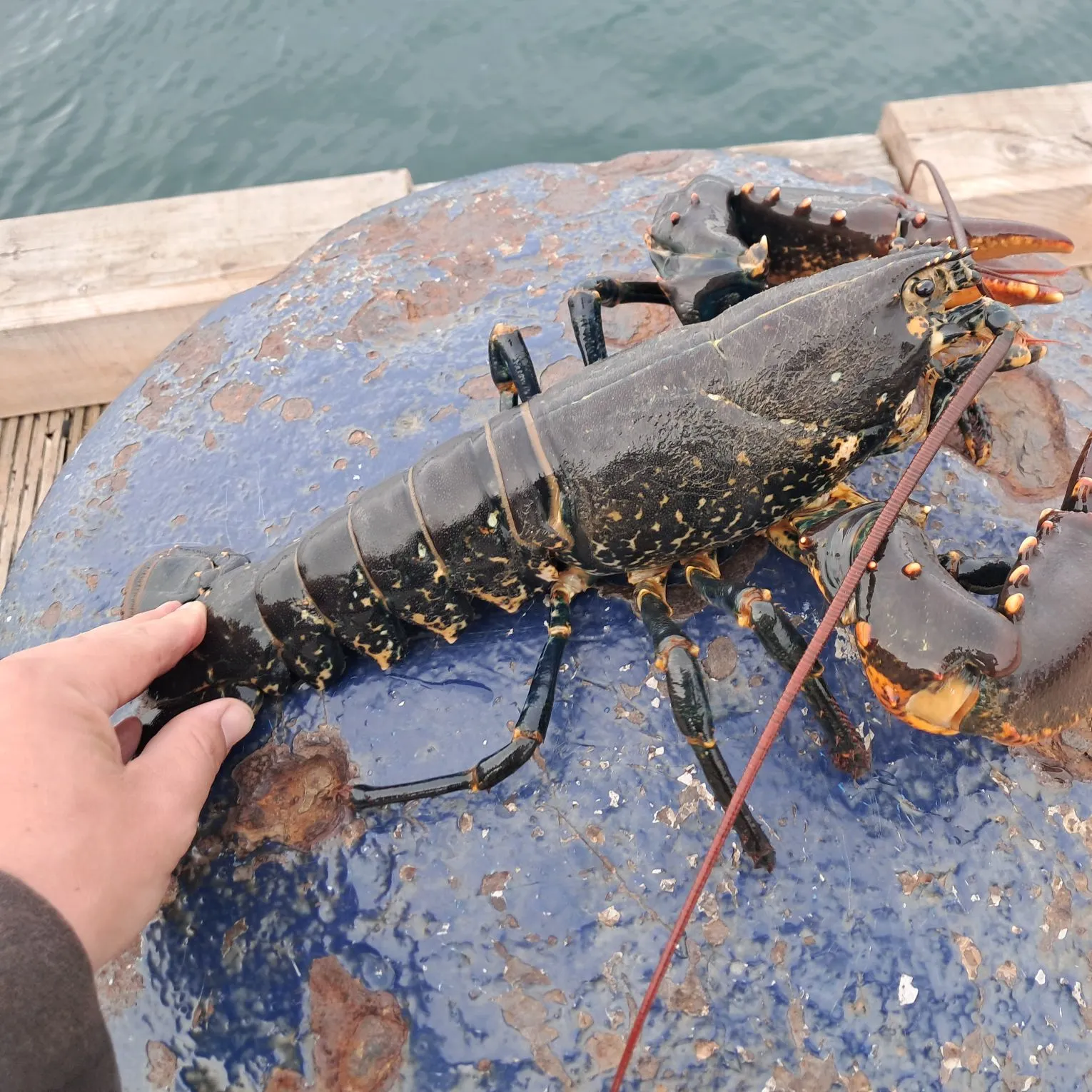 Fish caught on Fishbrain