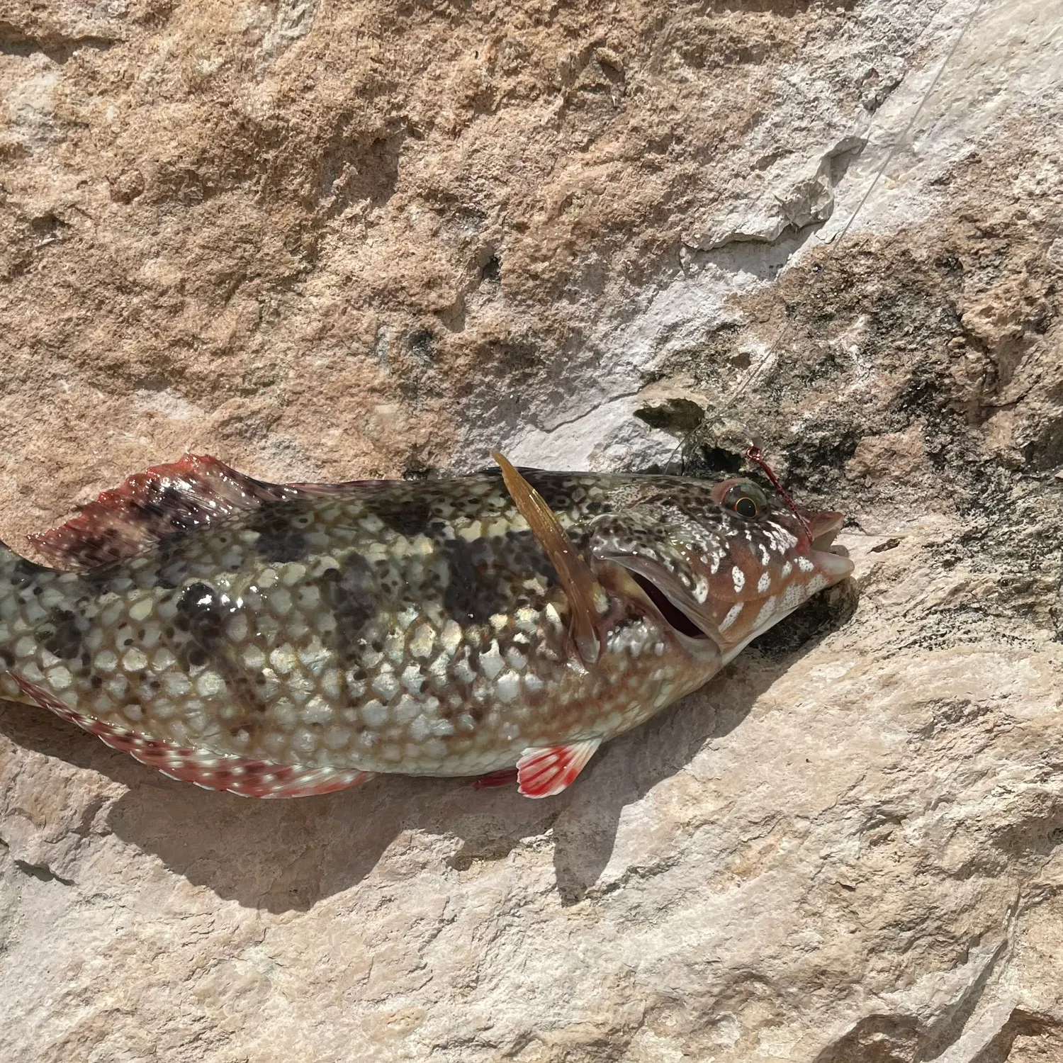 Crimsonbanded wrasse caught on Fishbrain