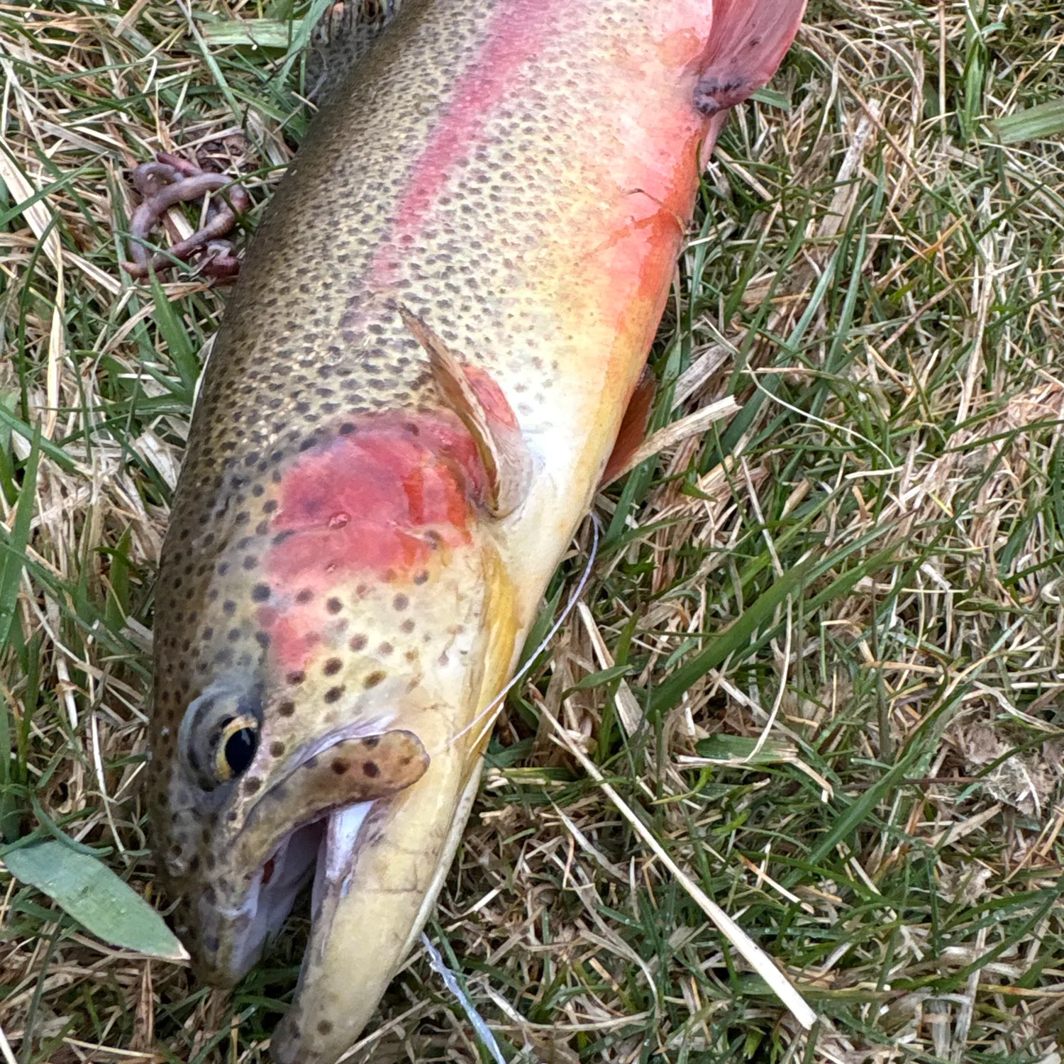 The most recent Cutbow catches on Fishbrain