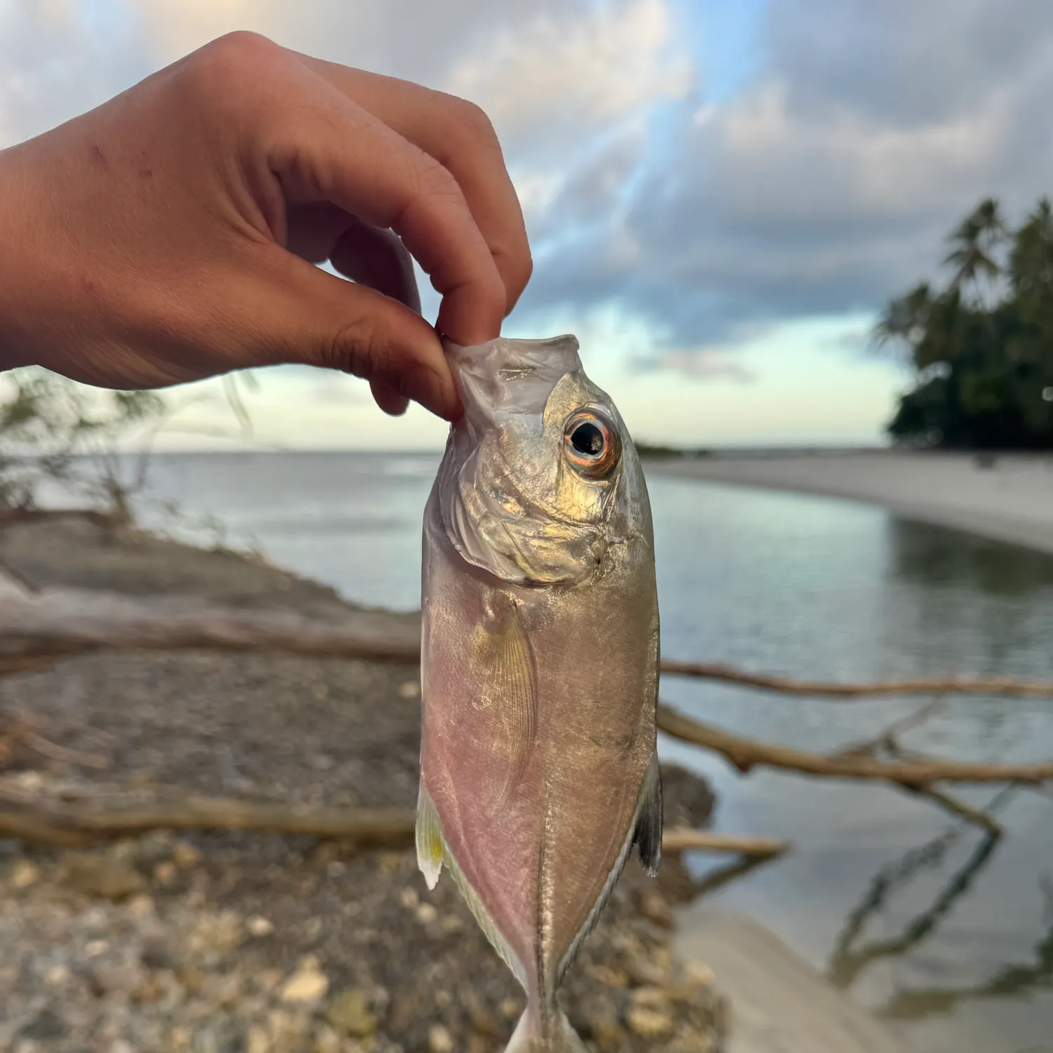 The most recent Bigeye trevally catches on Fishbrain