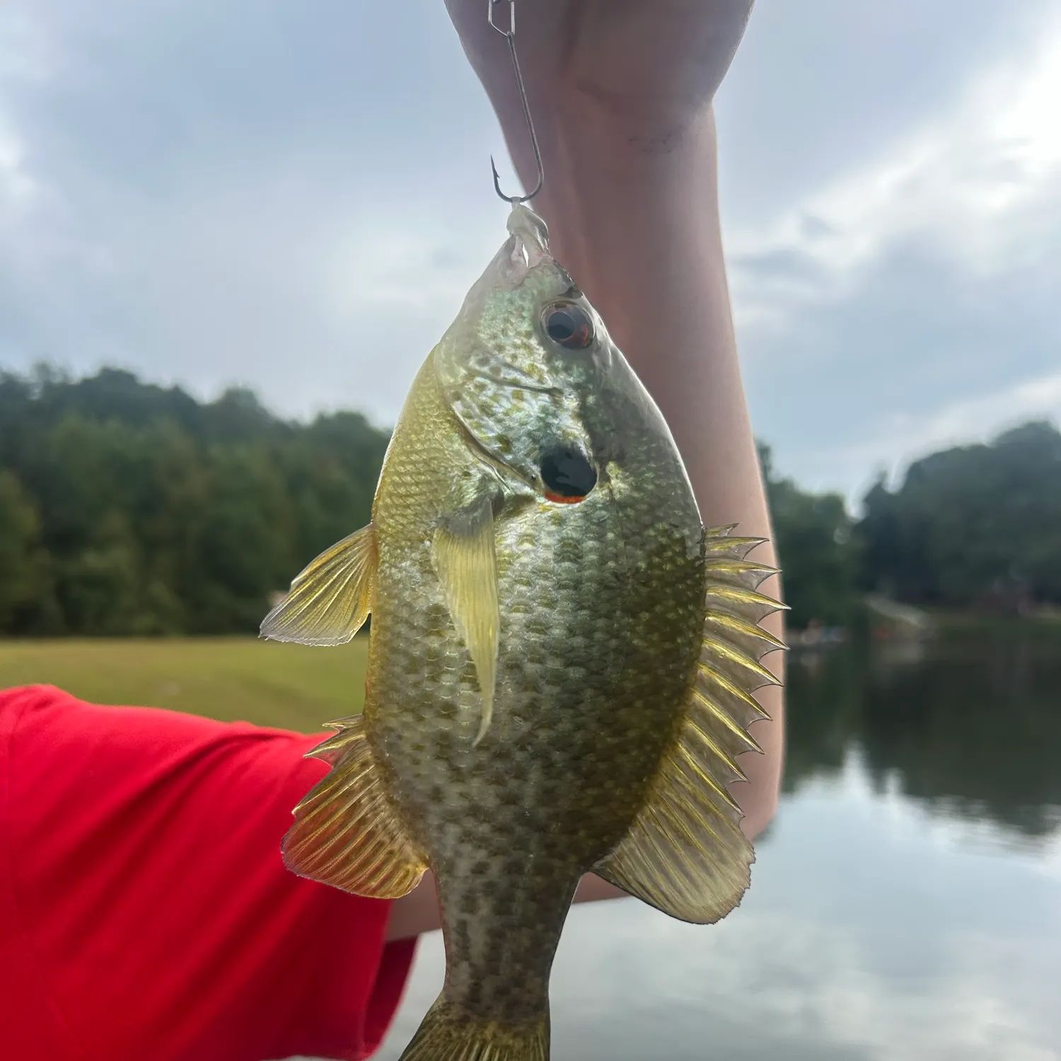 Redear sunfish caught on Fishbrain