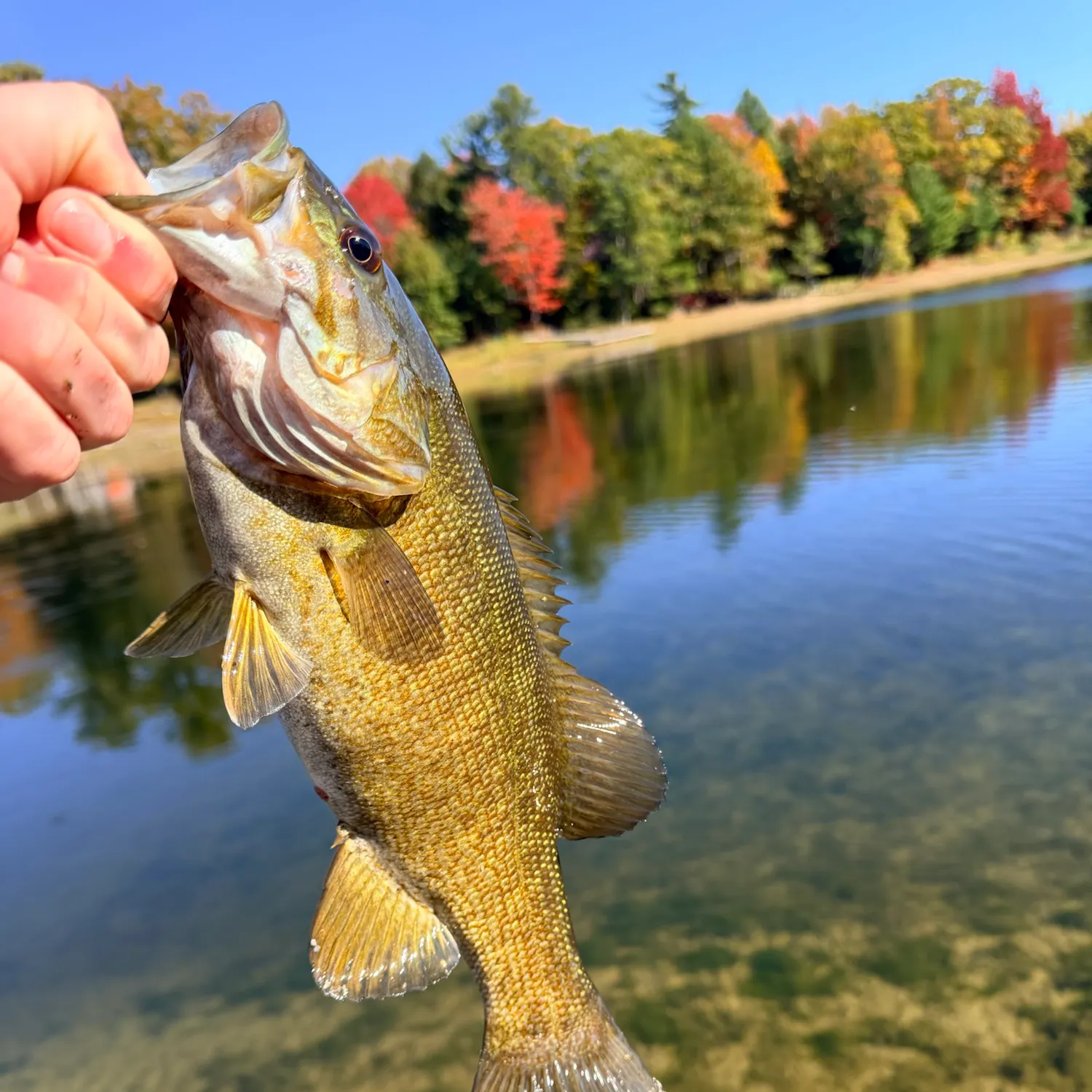 Smallmouth bass caught on Fishbrain