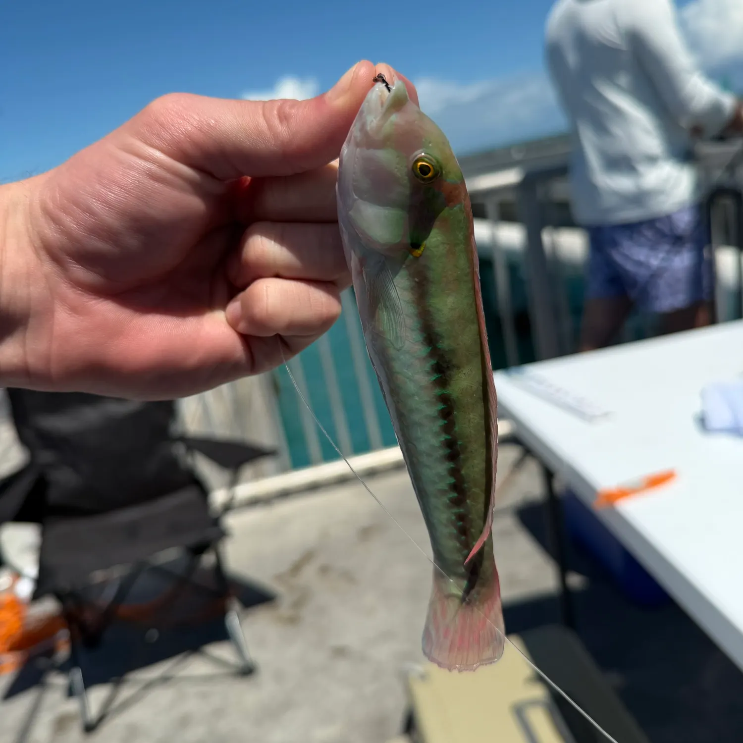 The most recent Slippery dick wrasse catches on Fishbrain