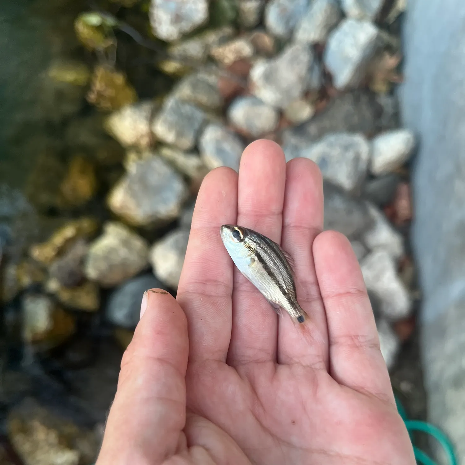 The most recent Caesar grunt catches on Fishbrain