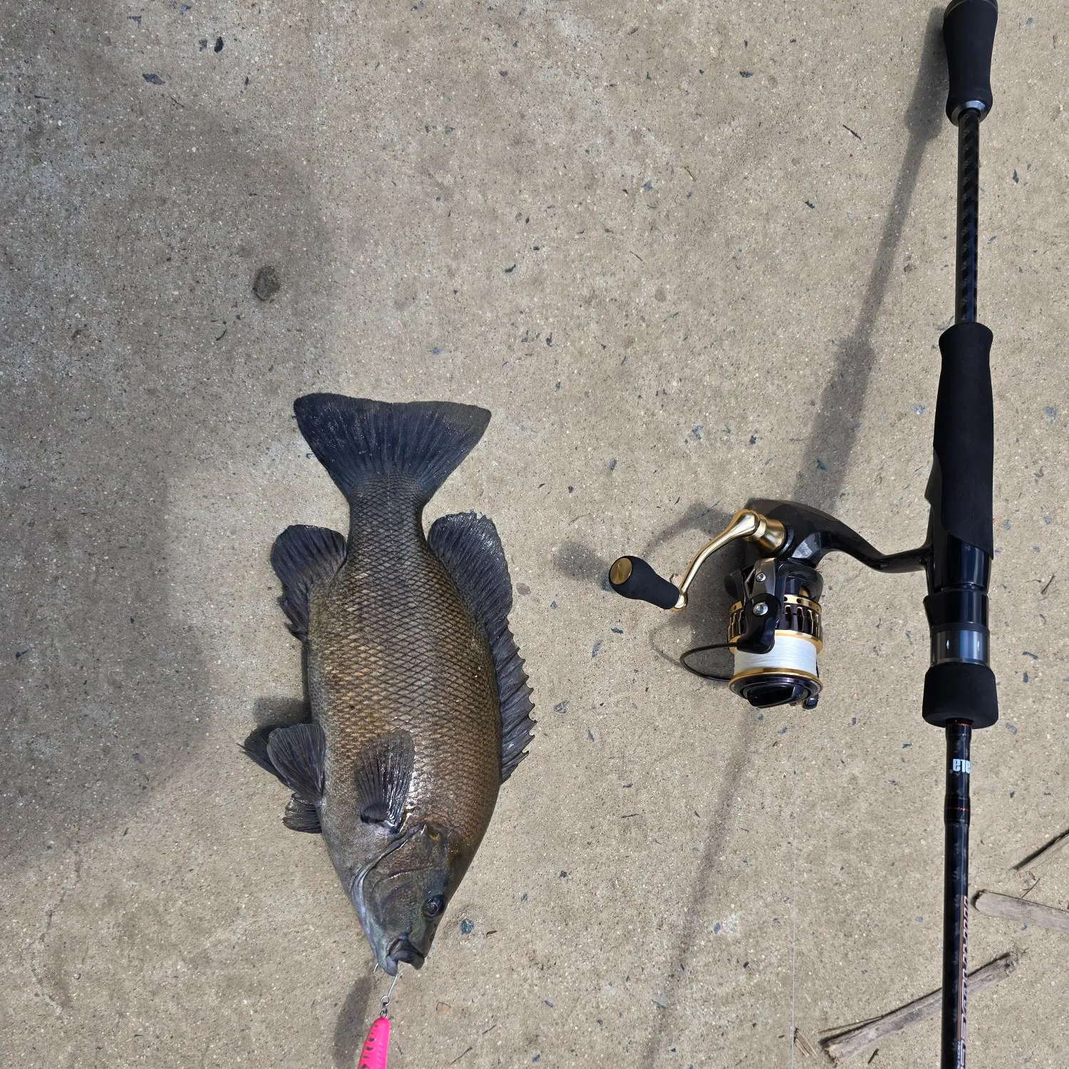 The most recent Sooty grunter catches on Fishbrain