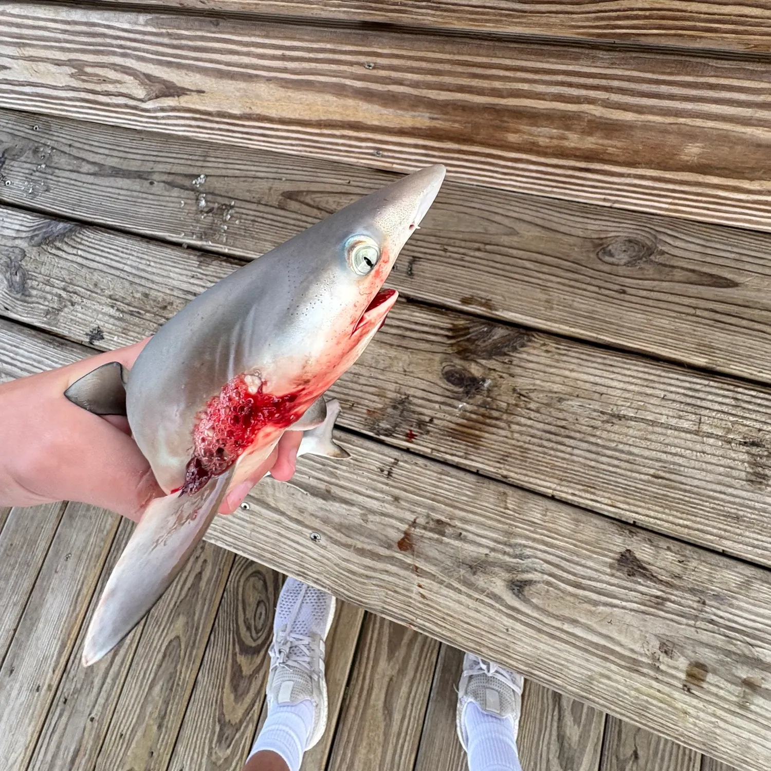 The most recent Blacktip shark catches on Fishbrain
