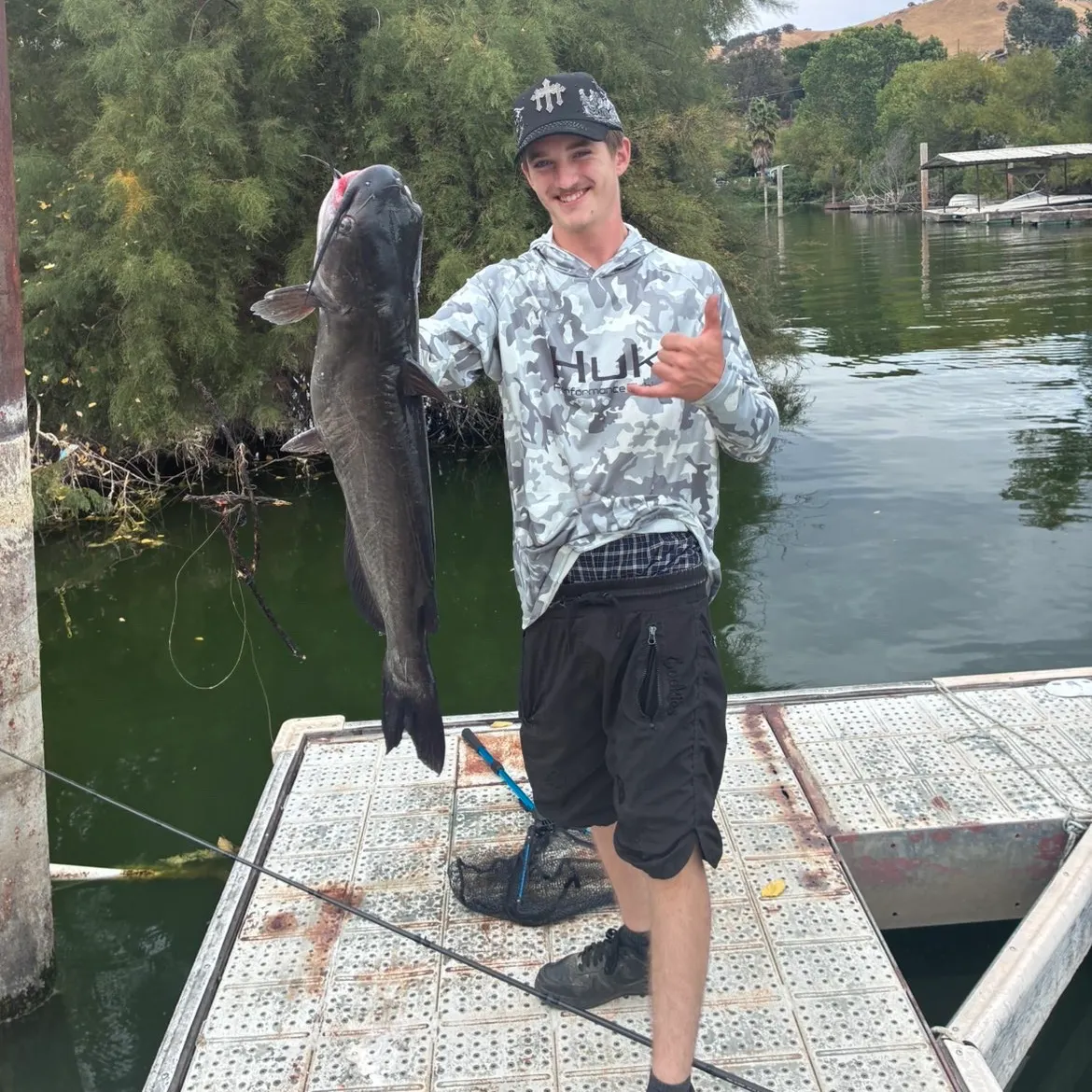 Blue catfish caught on Fishbrain