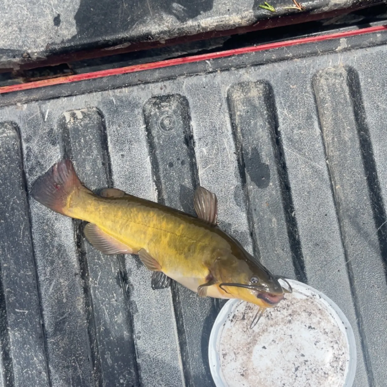 The most recent Yellow bullhead catches on Fishbrain