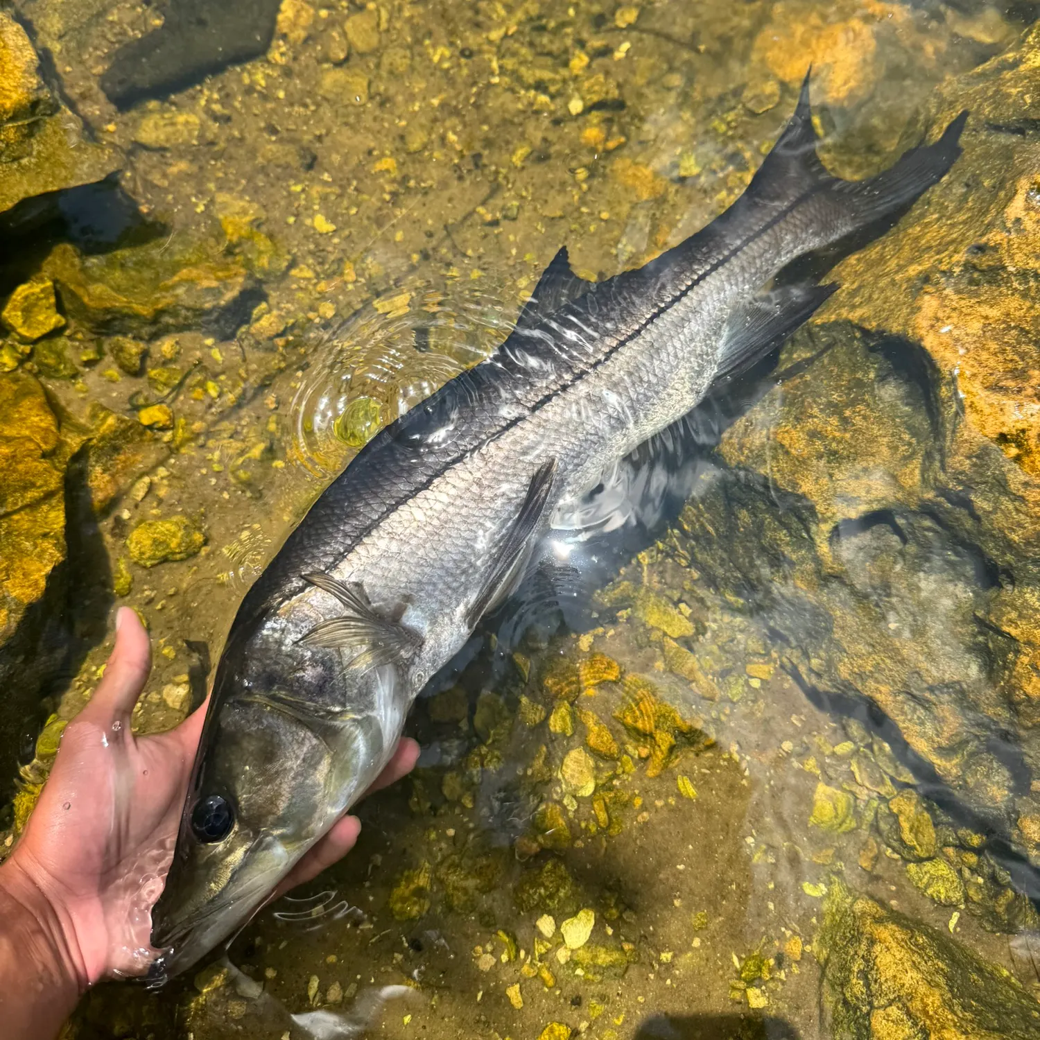 Common snook caught on Fishbrain