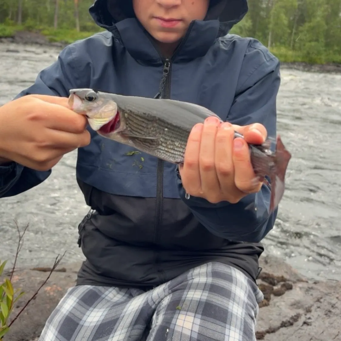 The most recent European grayling catches on Fishbrain