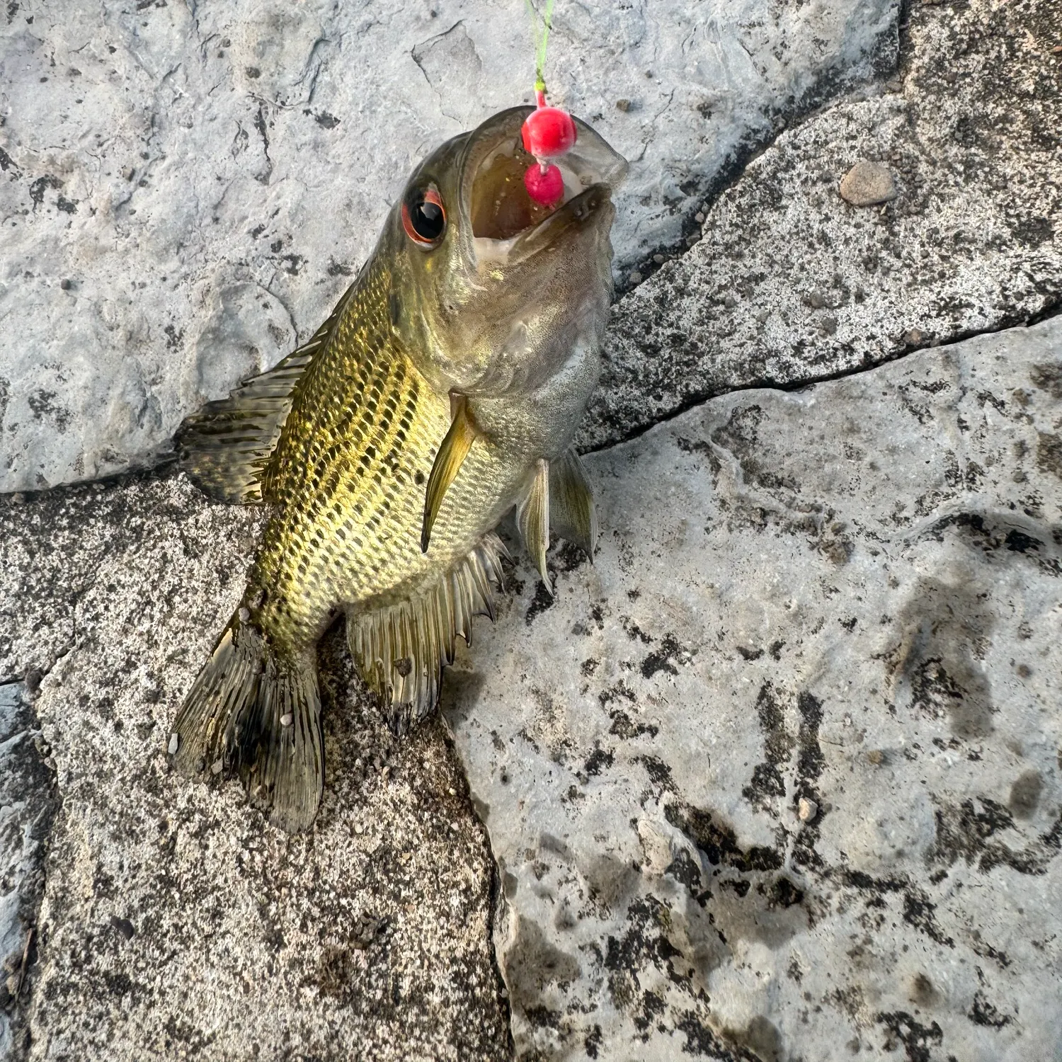 Rock bass caught on Fishbrain
