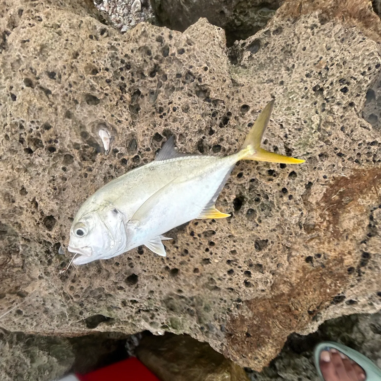 The most recent Crevalle jack catches on Fishbrain