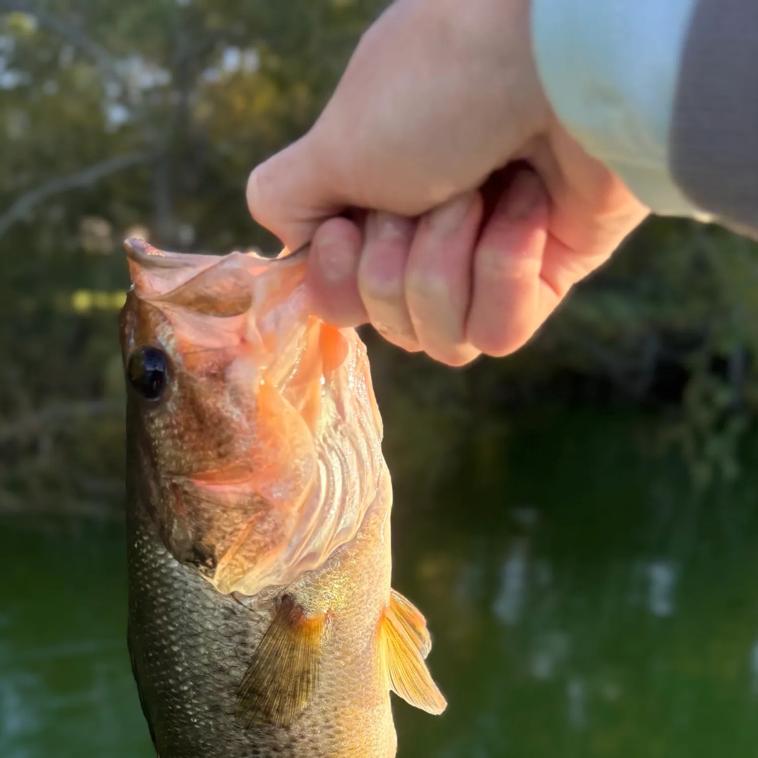 Largemouth bass caught on Fishbrain